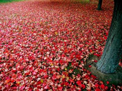 Red Autumn Leaves