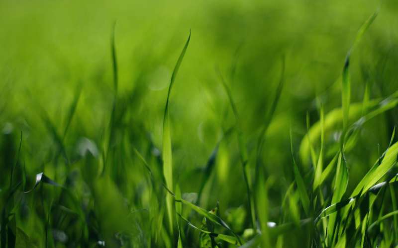 Grass Nature Wallpaper