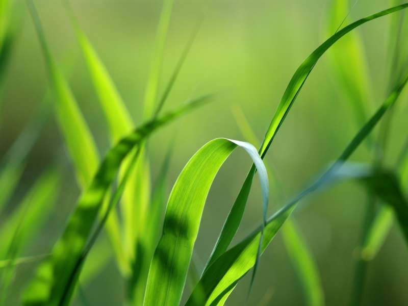 Grass Nature Wallpaper