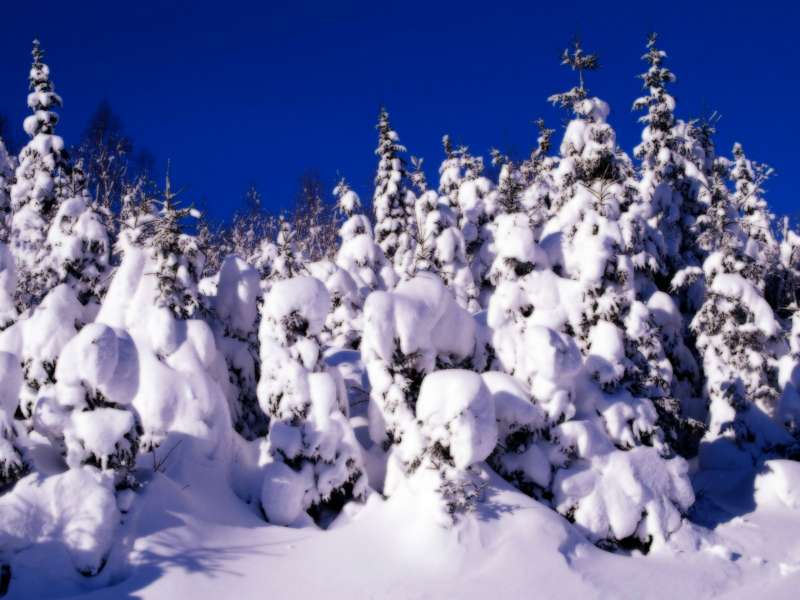 2 Winter Nature Wallpaper