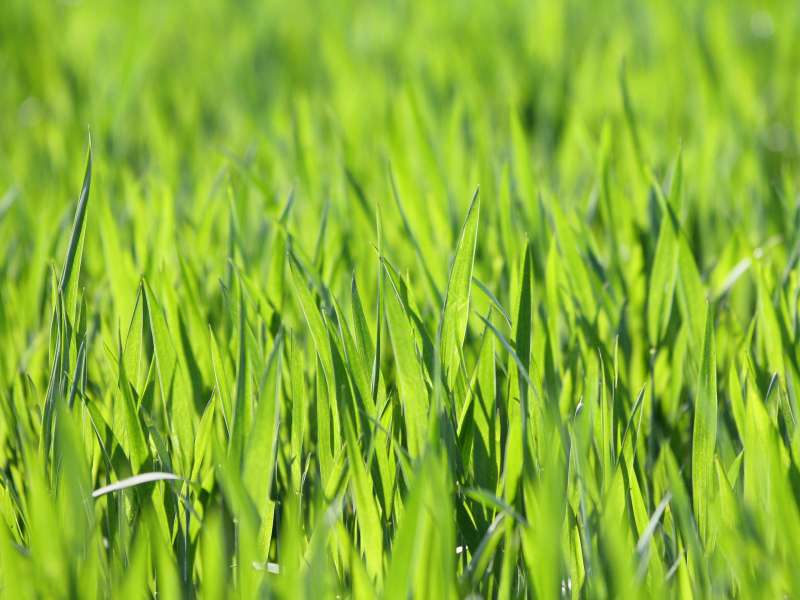 Grass Nature Wallpaper