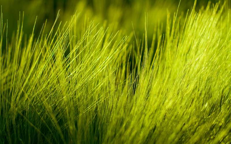 Grass Nature Wallpaper