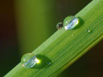 Grass Nature