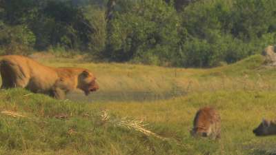 The Last Lions