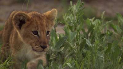 The Last Lions