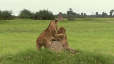 The Last Lions