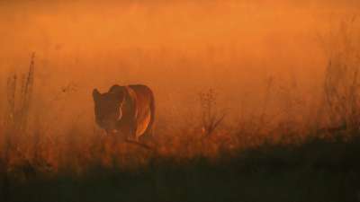 The Last Lions