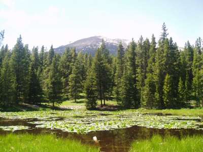 Nature And Summer Time