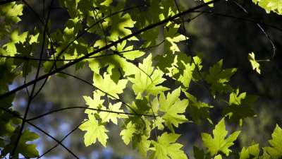 Nature And Summer Time