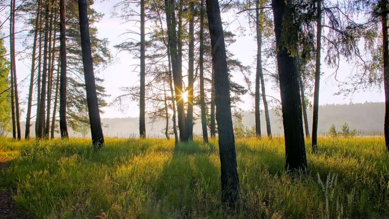 Nature And Summer Time Wallpaper