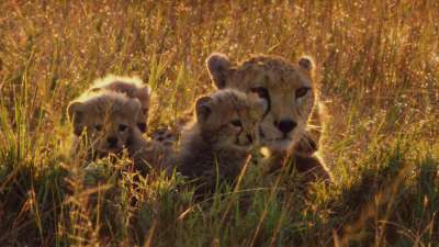 African Cats