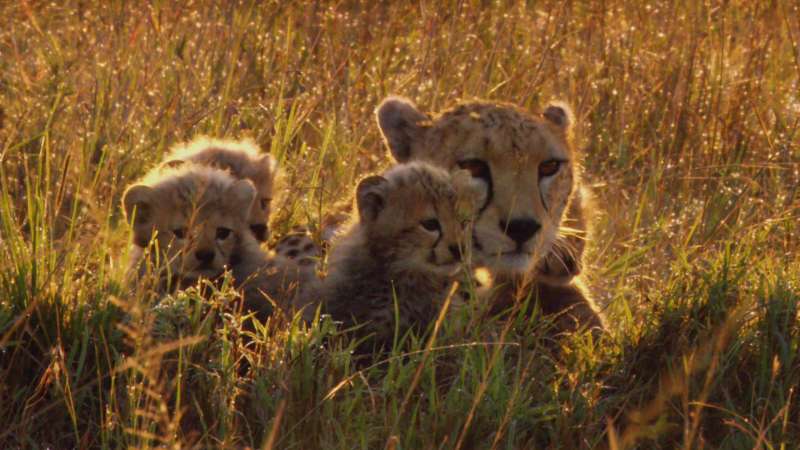 African Cats Wallpaper