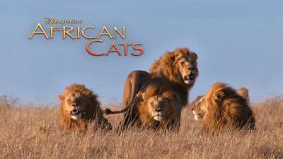 African Cats