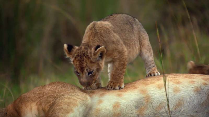 African Cats Wallpaper