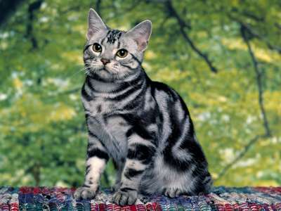 Silver Tabby