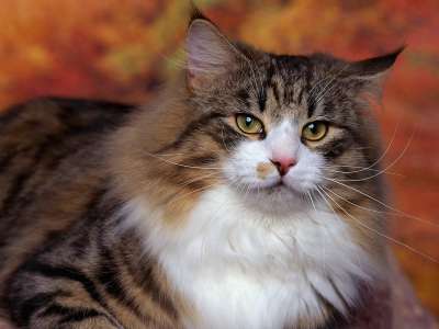 Norwegian Forest Cat