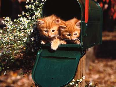 Long Hair Red Tabbies