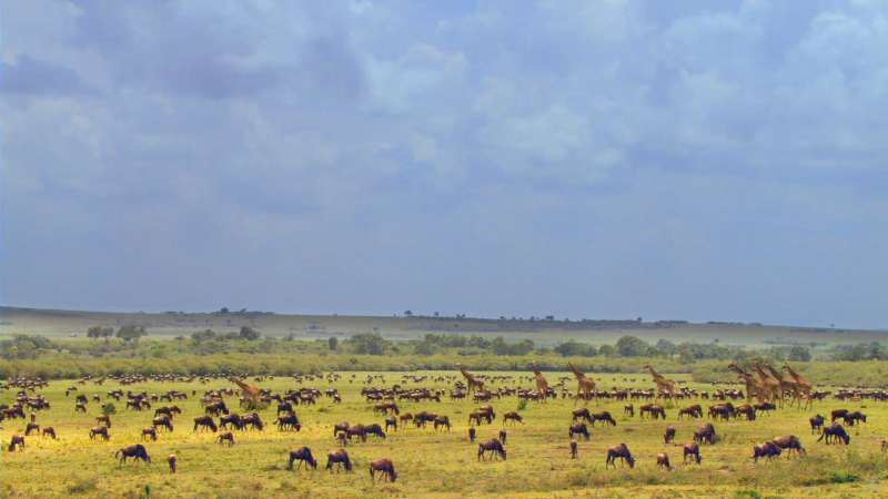 African Cats Wallpaper