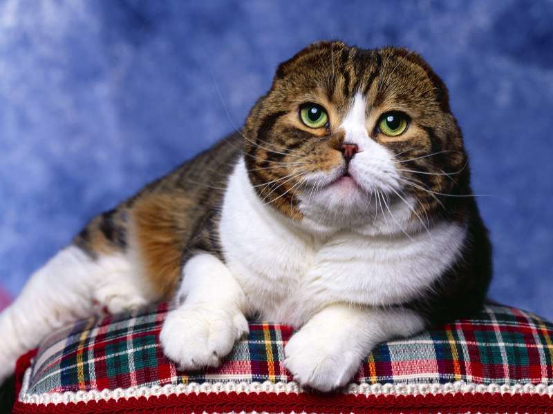 Scottish Fold Wallpaper