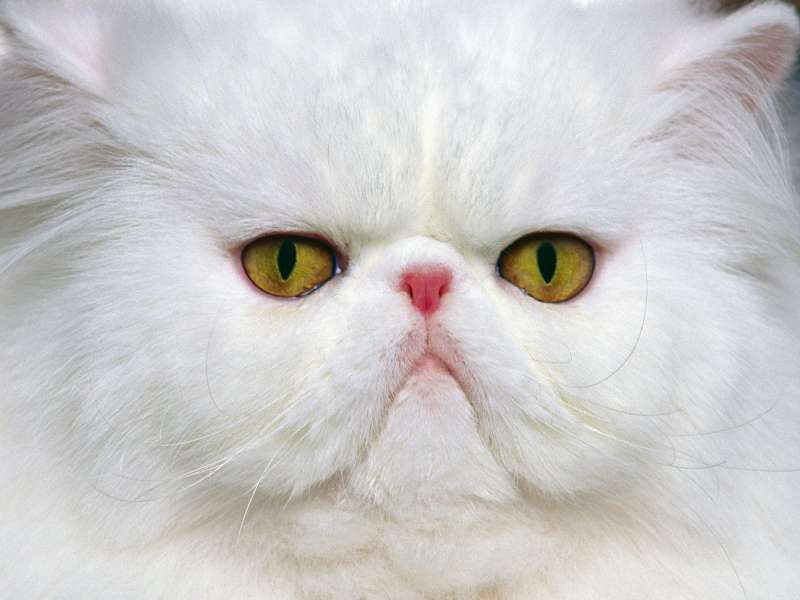 White Persian Wallpaper