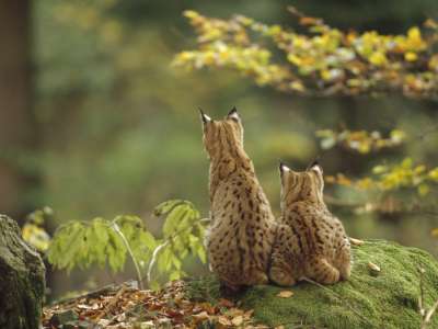 Lynxes