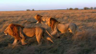 African Cats