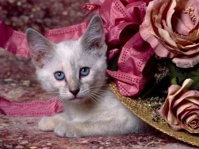 Siamese Kitten