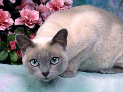 Platinum Mink Tonkinese