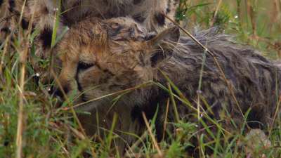 African Cats