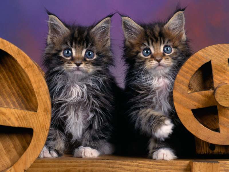 Maine Coon Kittens Wallpaper