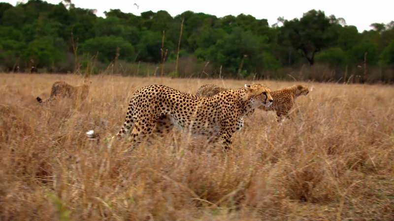 African Cats Wallpaper