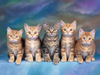 Tabby Kittens