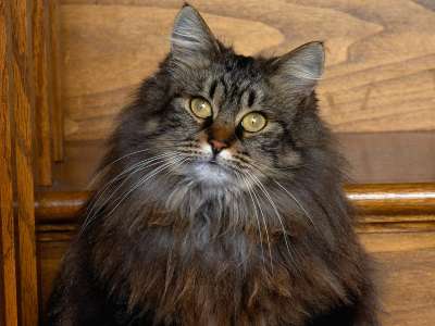 Longhair Tabby