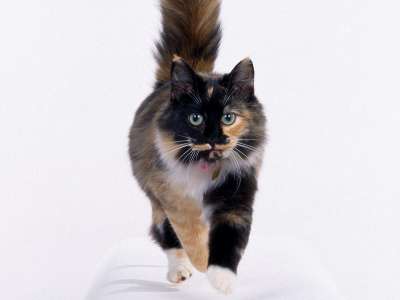 Longhair Calico