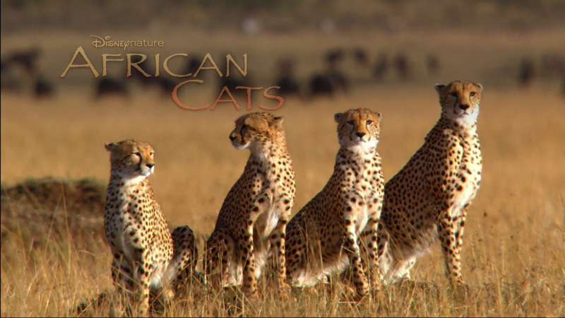 African Cats Wallpaper