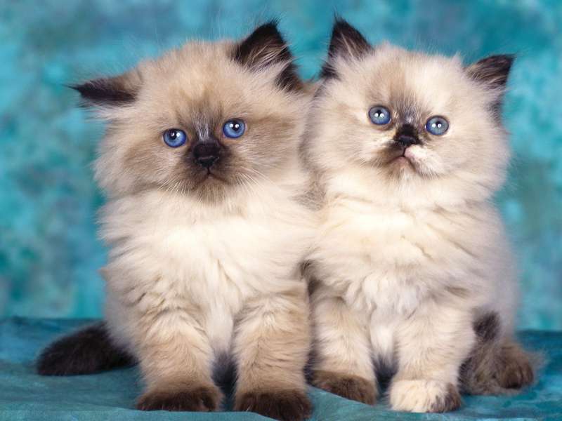 Himalayan Kittens Wallpaper