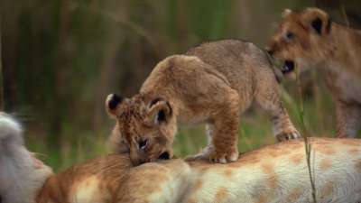 African Cats