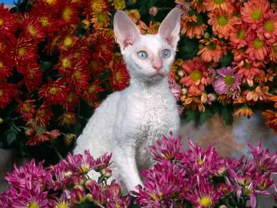 White Devon Rex