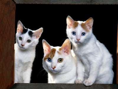 Japanese Bobtails