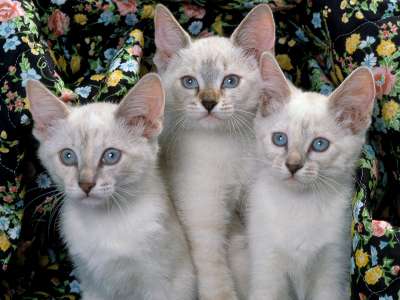 Siamese Kittens