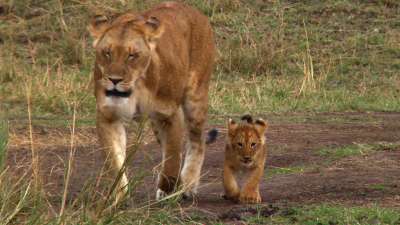 African Cats