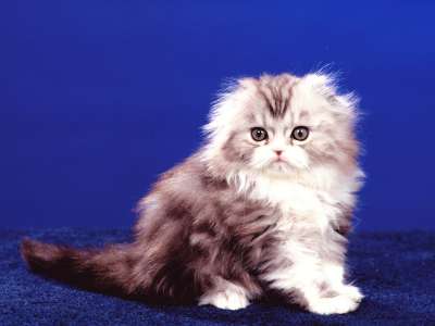 Scottish Fold2