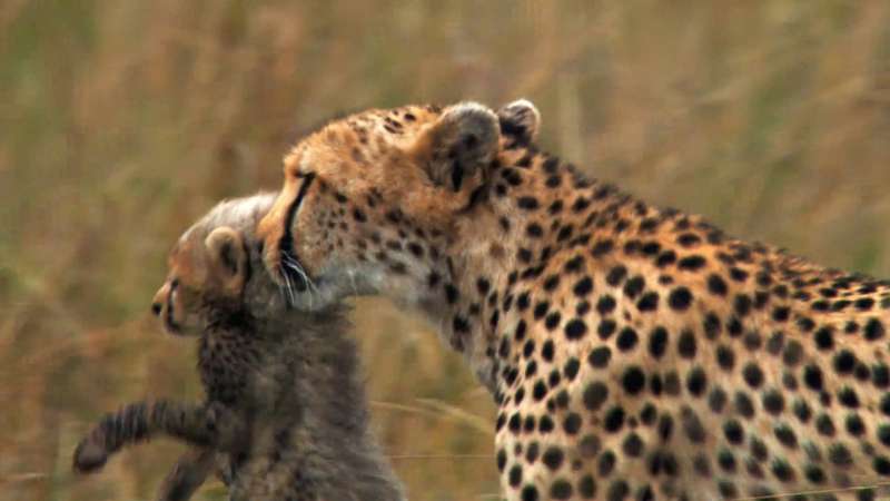 African Cats Wallpaper