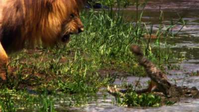 African Cats