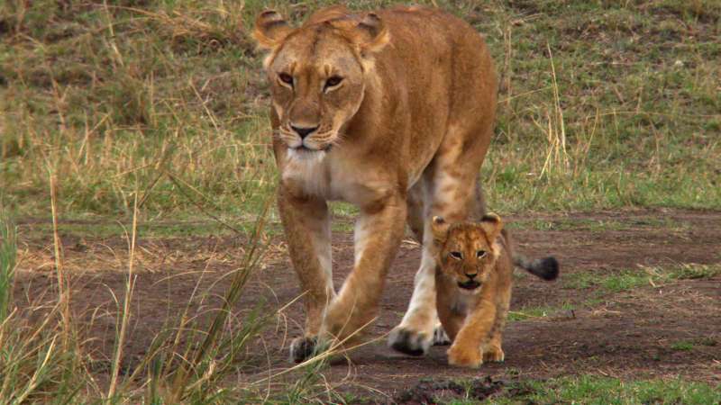 African Cats Wallpaper