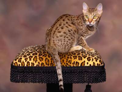 Ocicat