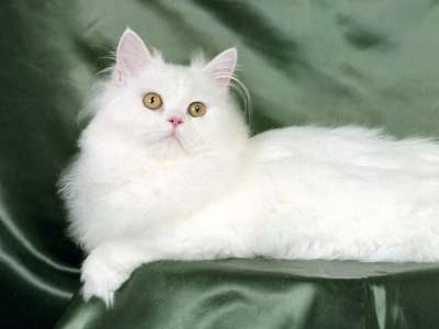 Blanche White Persian