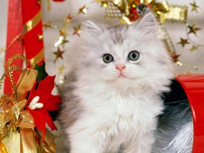 Christmas Kitten