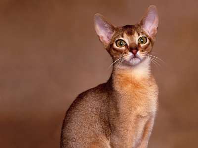 Abyssinian