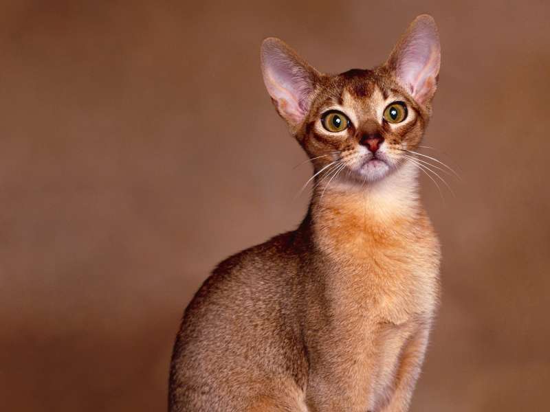 Abyssinian Wallpaper